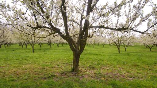 Auch - Gers som viser hage og rolig landskap
