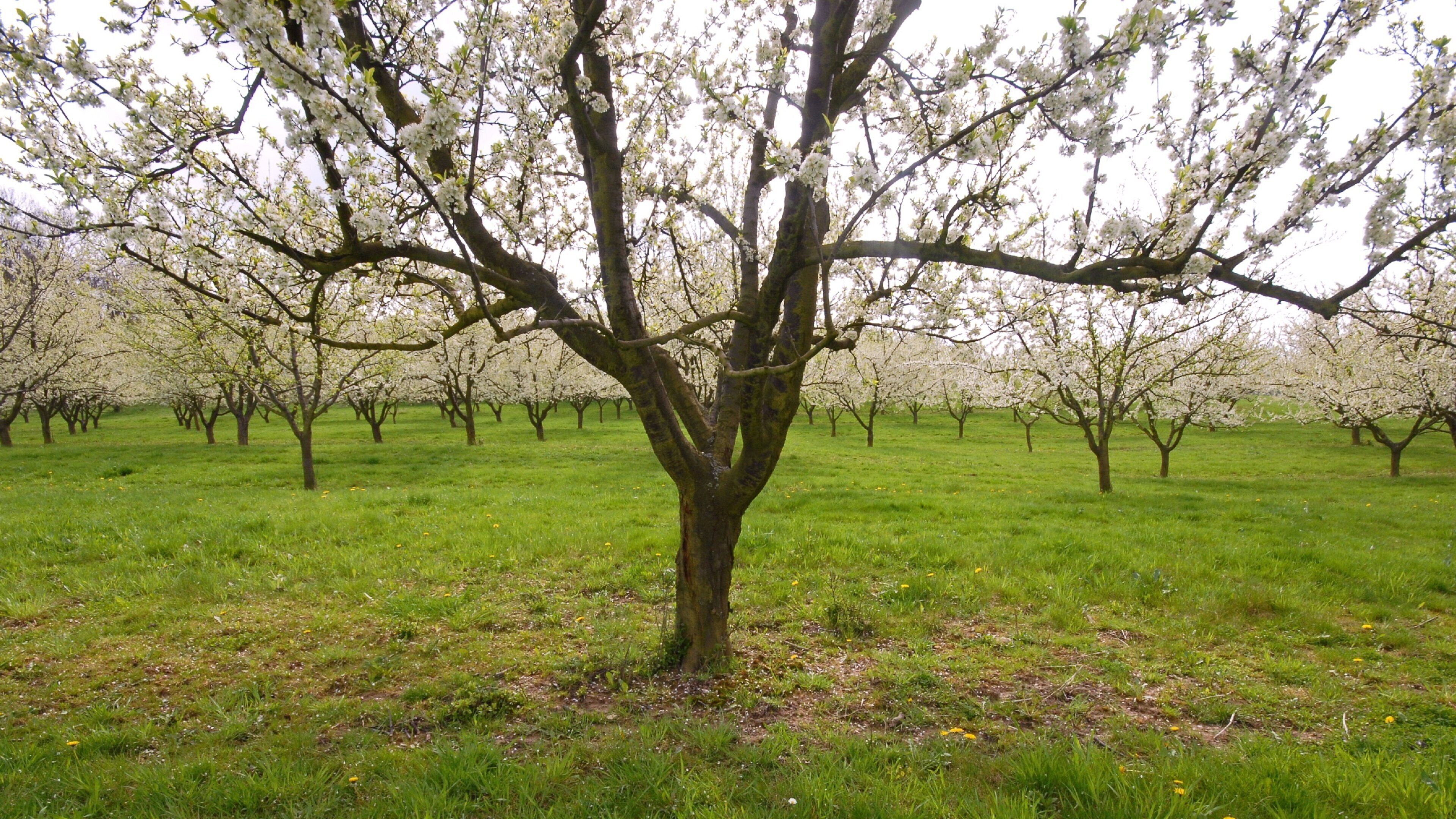 A tree orchard with blooming trees.