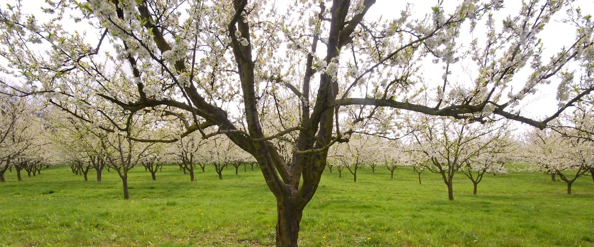 A tree orchard with blooming trees.