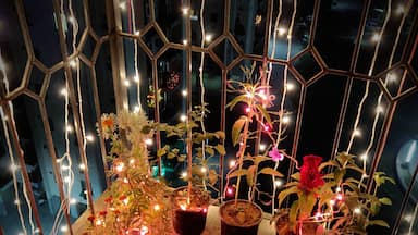 My balcony plants celebrating the festival of lights. #diwali #LifeAtExpedia