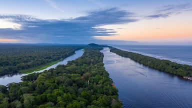 A river winding through a dense forest with a distant island.