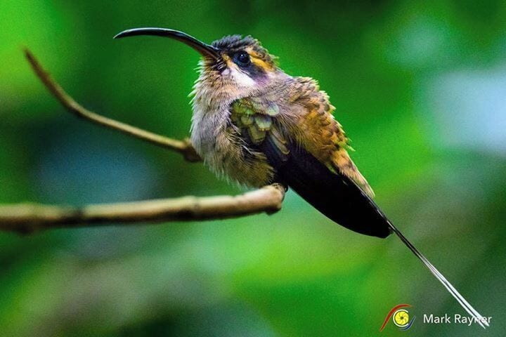 Another elusive little bird today. The Long-billed Hermit Hummingbird 😀😀😀 Loving these tiny birds. Nikon D850 Tamron 150-600 G2 1/400a @ f/8 ISO 28700