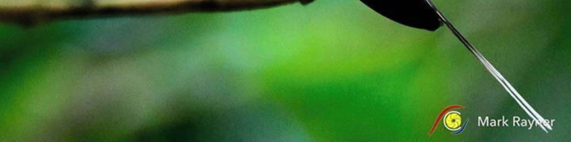 Another elusive little bird today. The Long-billed Hermit Hummingbird 😀😀😀 Loving these tiny birds. Nikon D850 Tamron 150-600 G2 1/400a @ f/8 ISO 28700