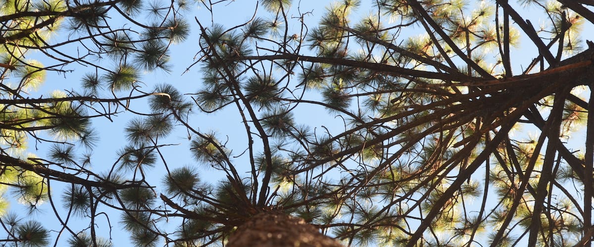 Close ups from the woods pointing towards the sky in Arteaga, Coahuila, Mexico