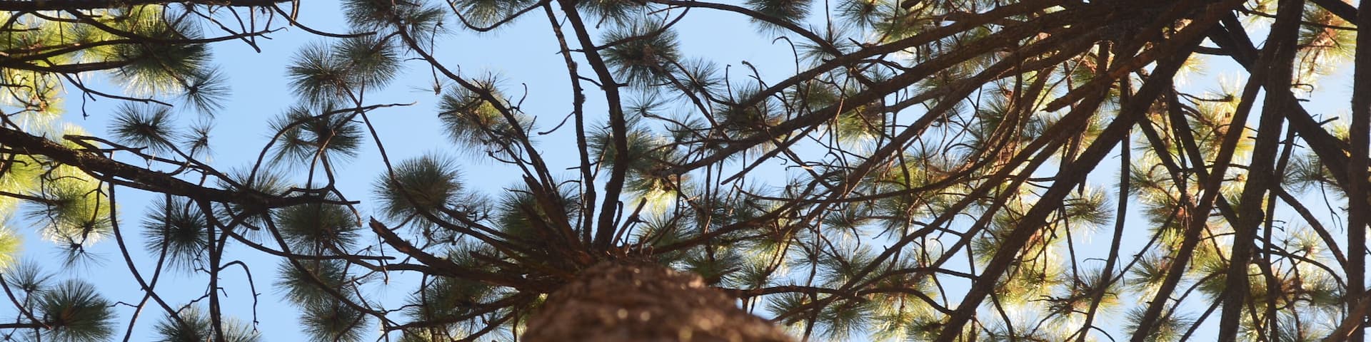 Close ups from the woods pointing towards the sky in Arteaga, Coahuila, Mexico