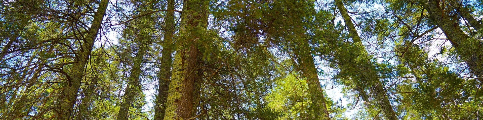 North american Pine Forest during spring, Northern state of Mexico, Arteaga, Coahuila. Region Bosques de Monterreal.