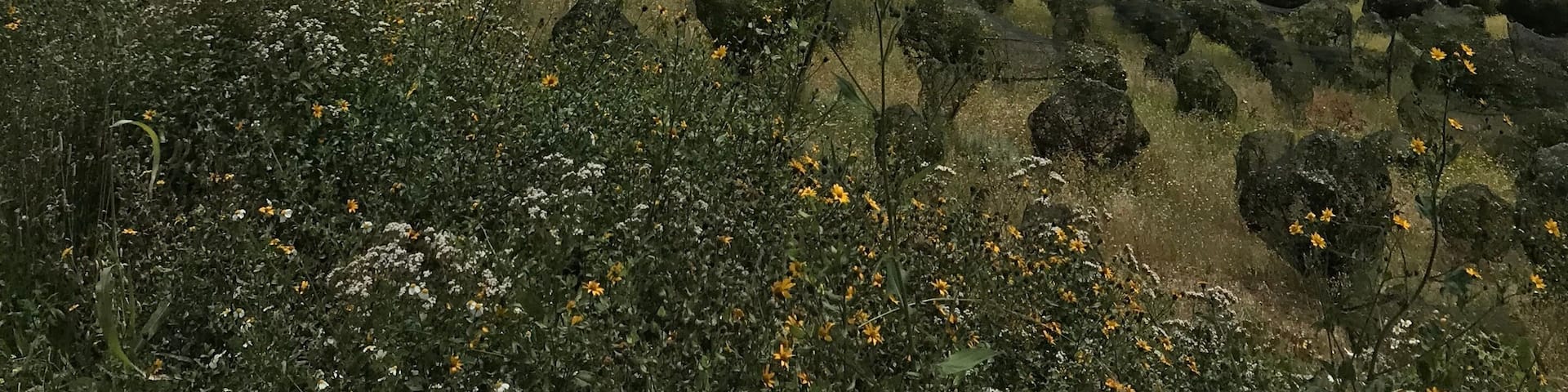 Paisaje de Arteaga, Coah. México.