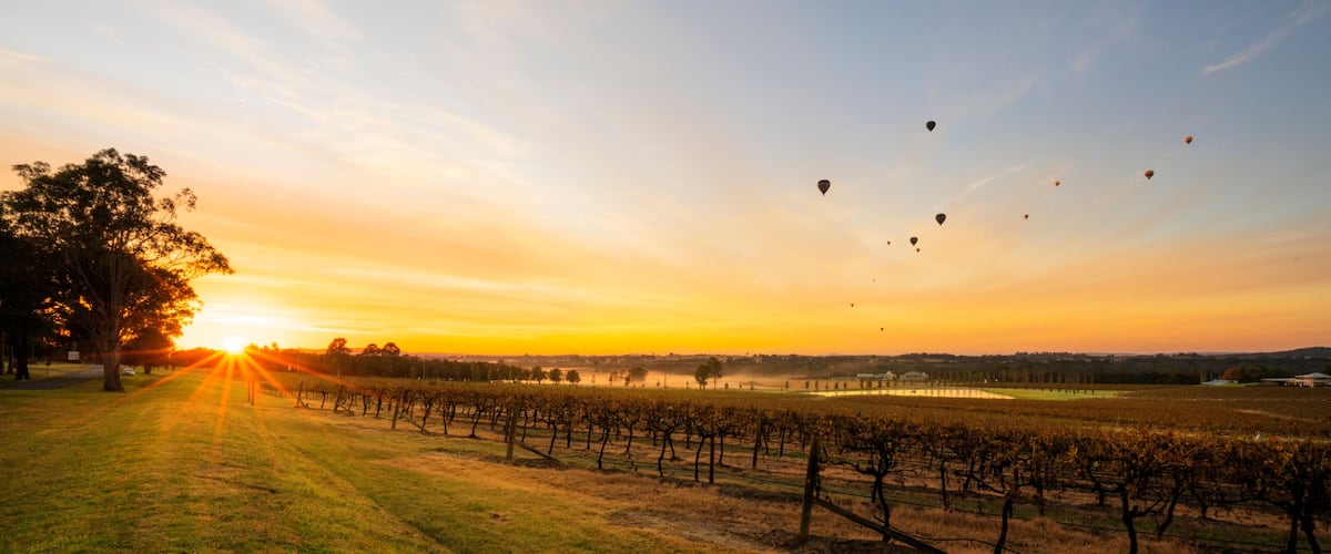 A vineyard at sunset with the sun setting behind the trees.
