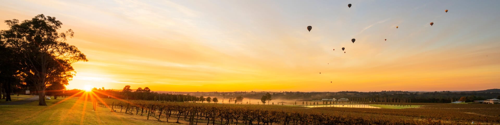 A vineyard at sunset with the sun setting behind the trees.