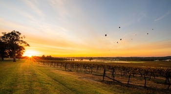 A vineyard at sunset with the sun setting behind the trees.