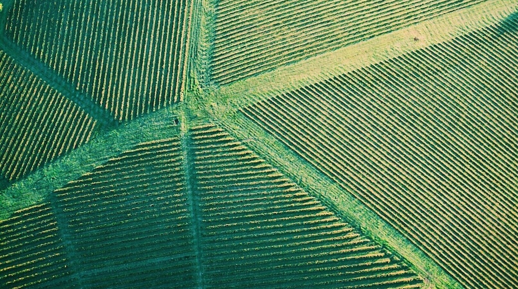 One more from atop a hot air balloon over the Hunter Valley. Topped off with a champagne breakfast included ! Love these #patterns #green #view #flying #australia