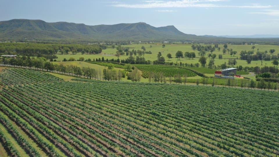 A vineyard with rows of grapevines, a modern building, and rolling hills in the background.