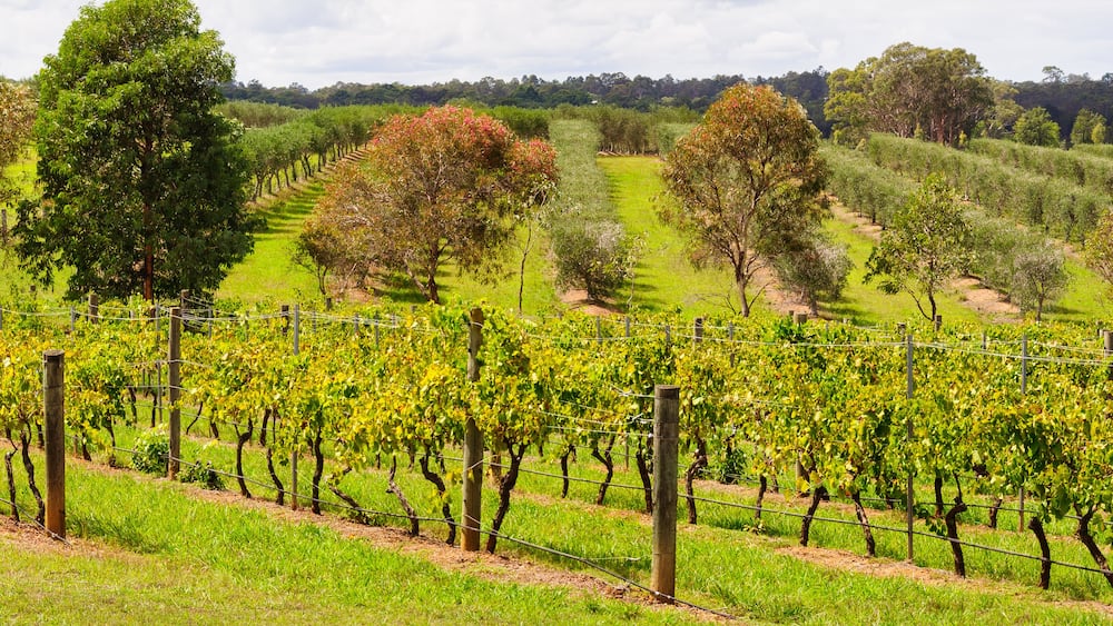 Vineyards and orchards in the Hunter Valley - Lovedale, NSW, Australia