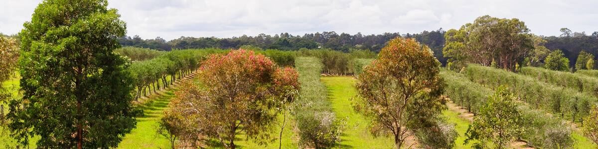 Vineyards and orchards in the Hunter Valley - Lovedale, NSW, Australia