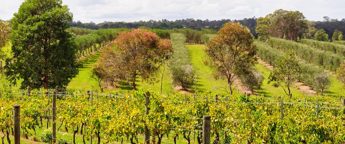 Vineyards and orchards in the Hunter Valley - Lovedale, NSW, Australia