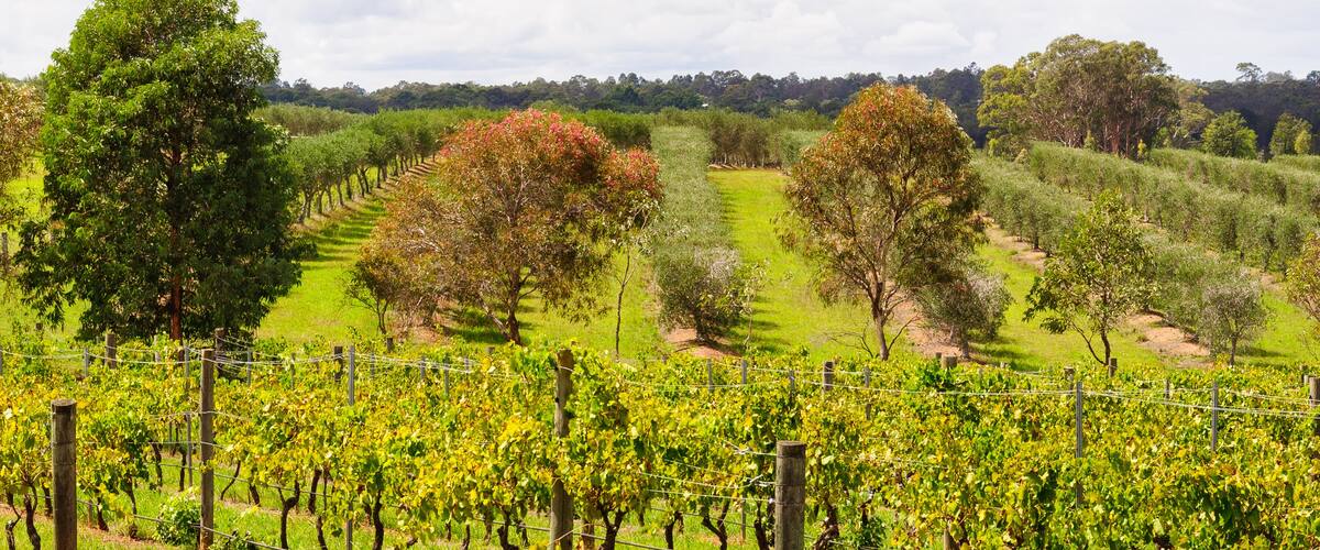 A vineyard with rows of grapevines and trees in the background.