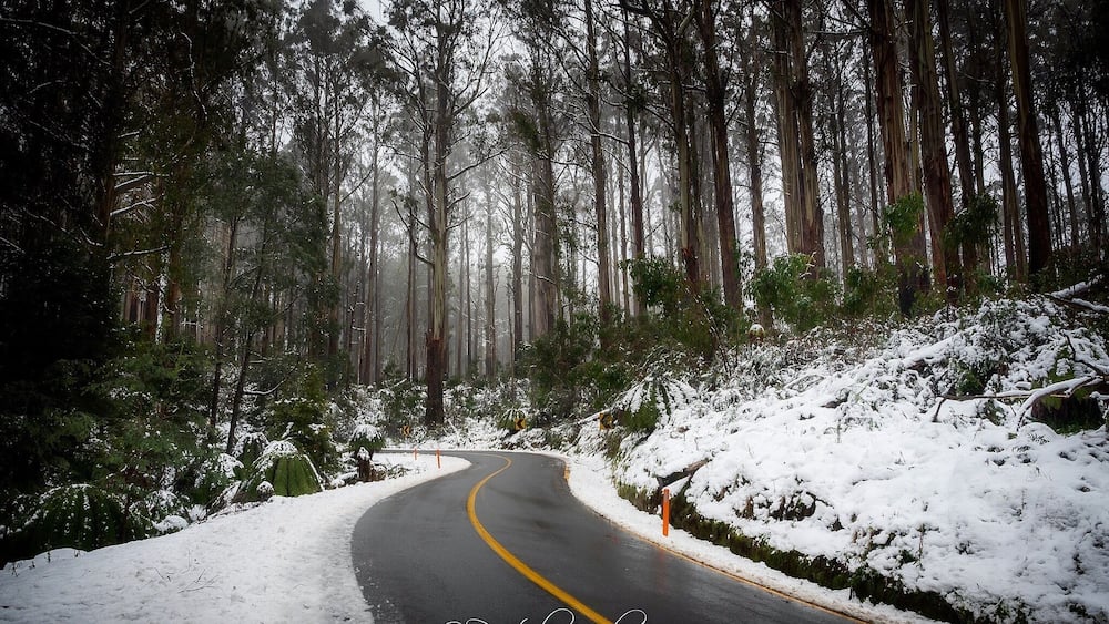 A snow-covered winding road through a dense forest.