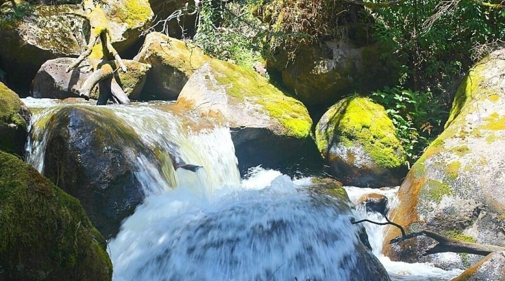 Pack a picnic lunch and take a drive along the stunning Lady Talbot Drive to Taggerty Cascades. Taggerty Cascades is a beautiful short walk (approx 15-20 minutes) through the forest with fabulous waterfalls and photography opportunities along the way. Lyrebirds frequent the area.
The falls is not clearly signposted with a map