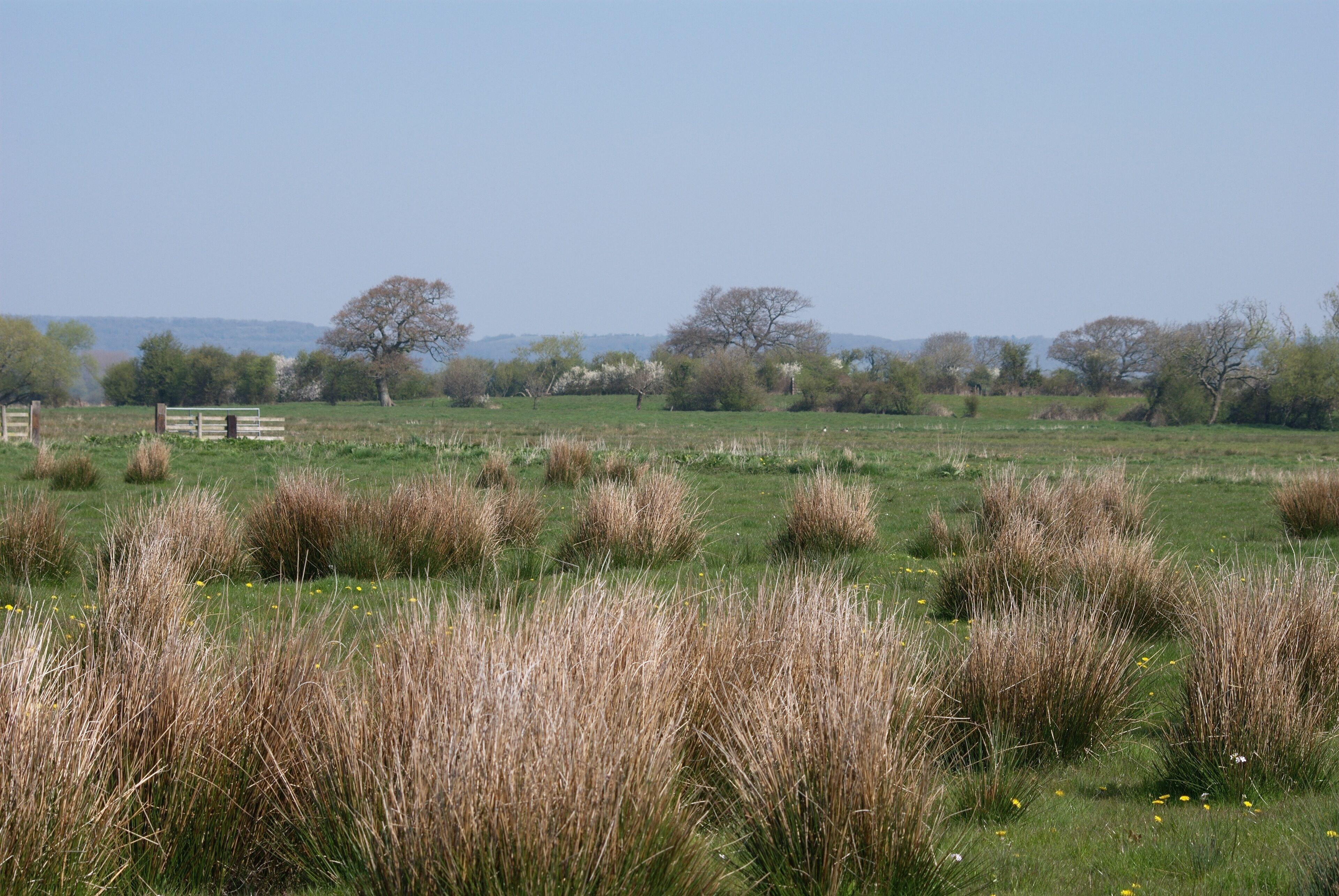 Tickenham, Nailsea and Kenn Moors SSSI at Yatton