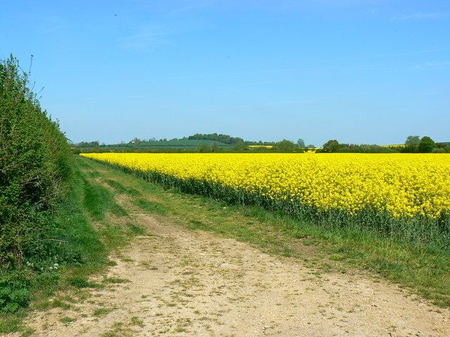 Oilseed rape crop, near Blunsdon, Swindon Viewed from near the centre of the square facing north. The hamlet of Lushill is visible on the slightly elevated land on the skyline.