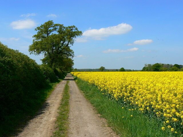 Bridleway near Hannington, Swindon The bridleway can be seen to the left of the oilseed rape crop heading in a west north westerly direction. The viewpoint is at the junction of the footpath from Blunsdon Hill fort to the south.