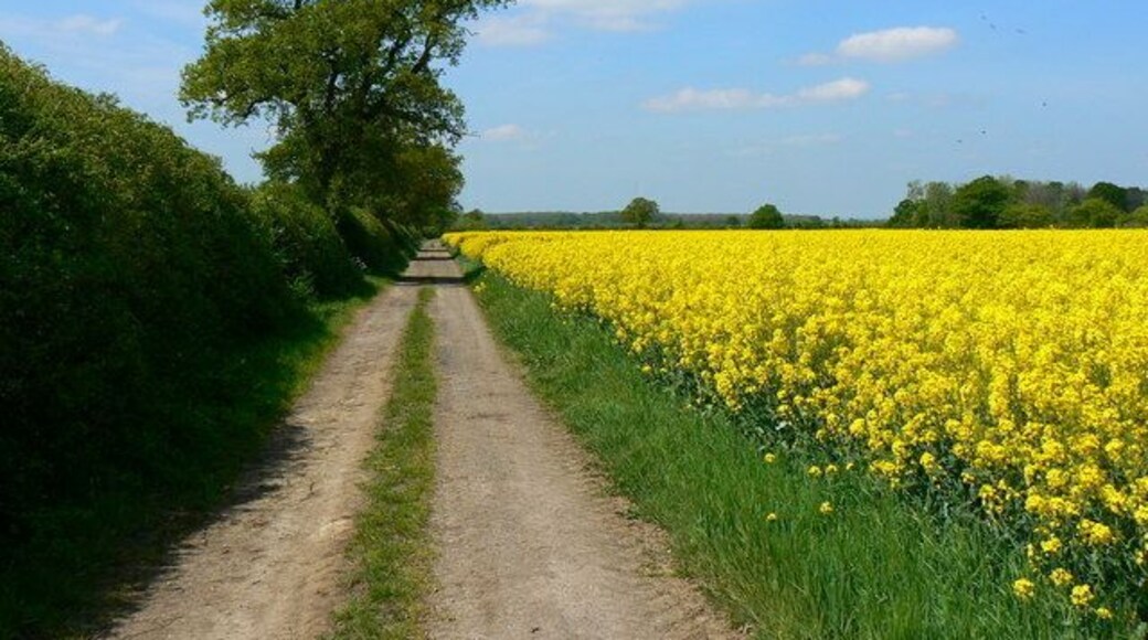 Bridleway near Hannington, Swindon The bridleway can be seen to the left of the oilseed rape crop heading in a west north westerly direction. The viewpoint is at the junction of the footpath from Blunsdon Hill fort to the south.