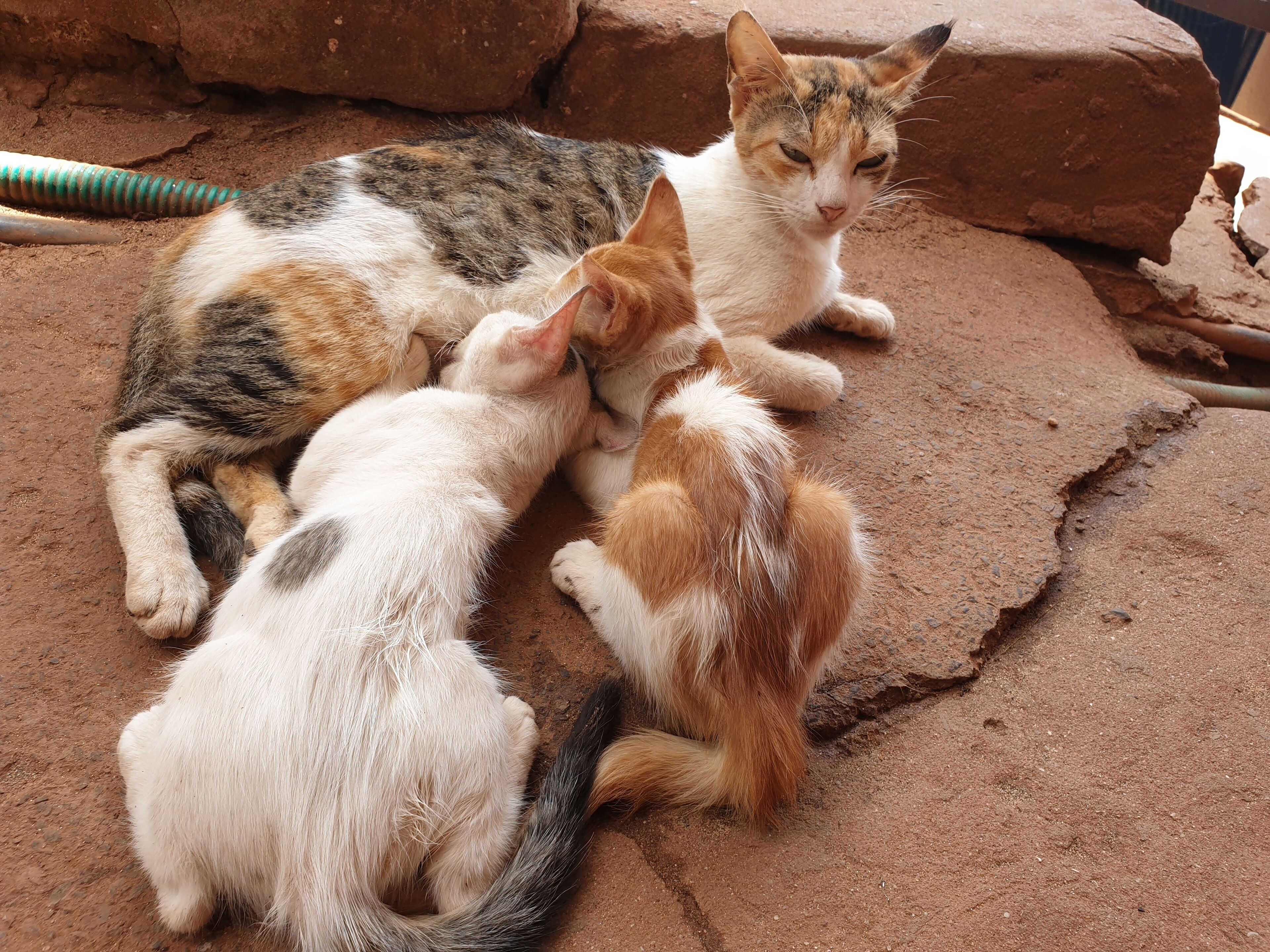 Mother nature everywhere!
Love of a mother, probably the only constant in this entire world.

Curlies is the best beach shack at Anjuna beach in Goa. Best approached via a two wheeler.
Water is slightly rough, not best for a swim.

#LifeAtExpedia
#AnjunaBeach
#Goa