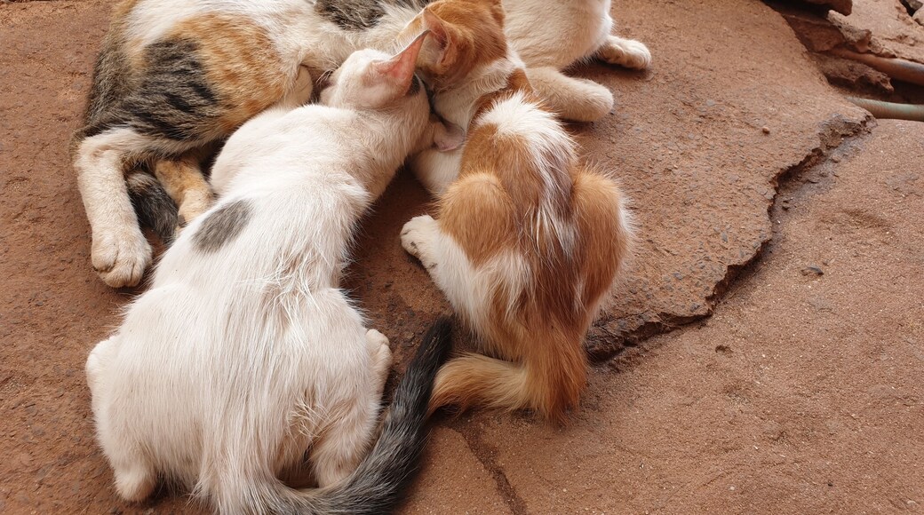 Mother nature everywhere!
Love of a mother, probably the only constant in this entire world.
Curlies is the best beach shack at Anjuna beach in Goa. Best approached via a two wheeler.
Water is slightly rough, not best for a swim.
#LifeAtExpedia
#AnjunaBeach
#Goa