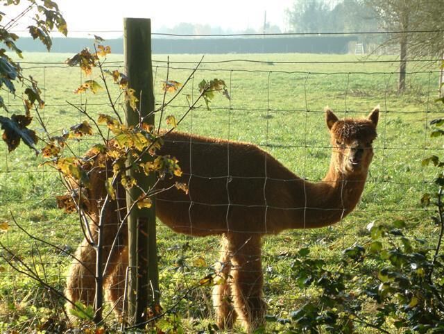 Farming in Great Milton.