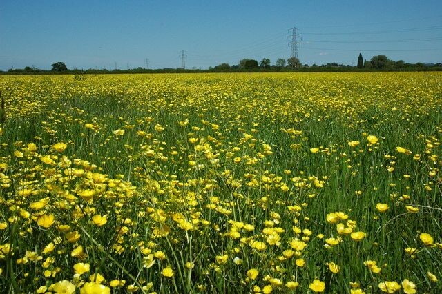 Buttercups, Corn Ham, Minsterworth Buttercups in flower in a meadow on Corn Ham near Minsterworth.