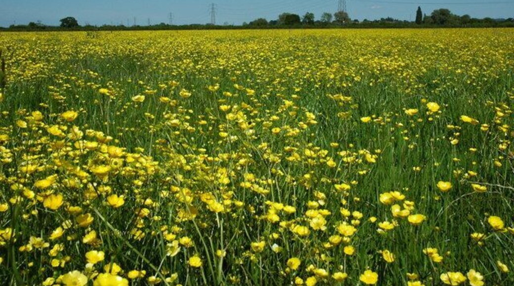 Buttercups, Corn Ham, Minsterworth Buttercups in flower in a meadow on Corn Ham near Minsterworth.