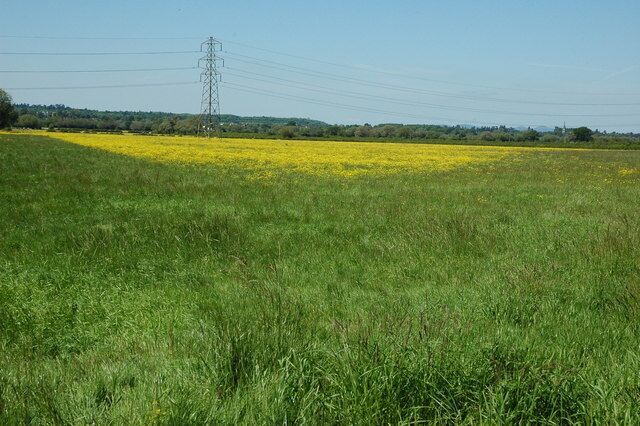 Meadowland near Minsterworth Buttercups have turned this meadowland near Minsterworth into a carpet of yellow.