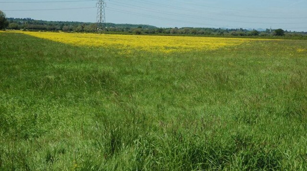Meadowland near Minsterworth Buttercups have turned this meadowland near Minsterworth into a carpet of yellow.