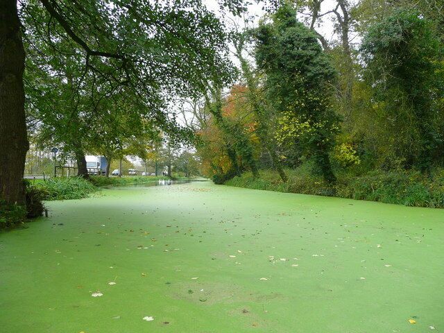 The Stroudwater Canal - here come the swans 1. Approaching in the distance is a family of swans. See 1034915, 1034918, 1034922, 1034927, 1034930, 1034933, 1034935, and 1034886.
