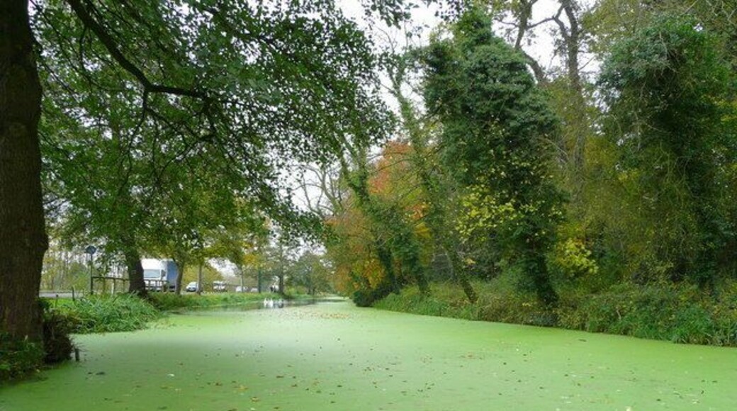 The Stroudwater Canal - here come the swans 1. Approaching in the distance is a family of swans. See 1034915, 1034918, 1034922, 1034927, 1034930, 1034933, 1034935, and 1034886.