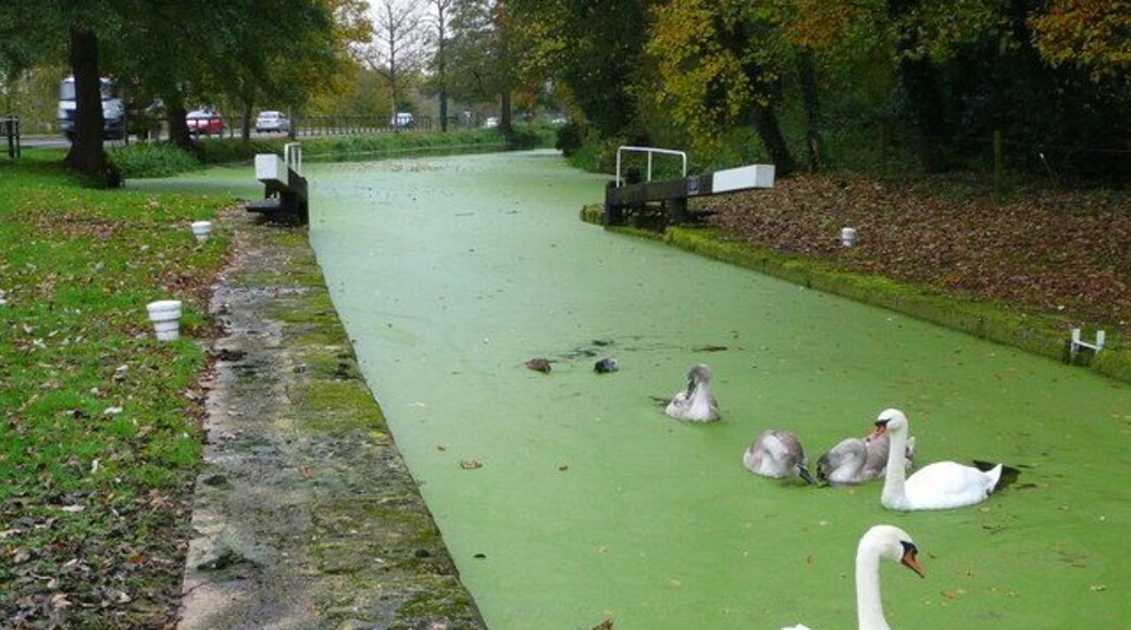 Blunder Lock On the Stroudwater Canal, right alongside the busy A419. Currently home to a family of swans and two ducks.