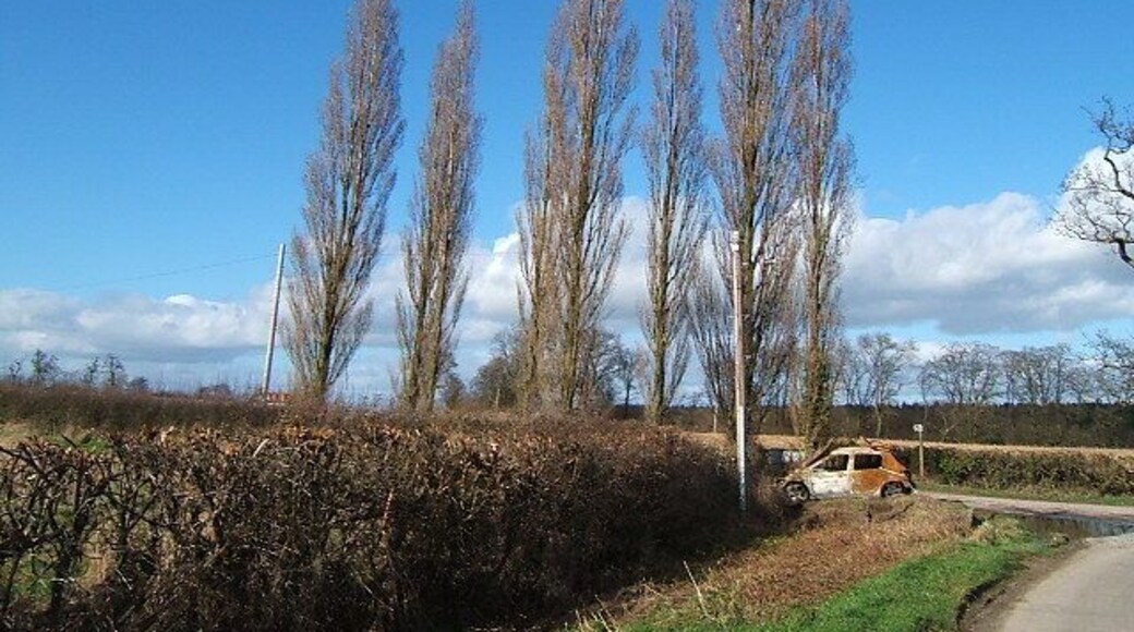 Poplars and a Peugeot. This small stand of poplars lining the lane is not enhanced by the burnt out car which appears to have been there a while. Obviously once a very hot hatch!
