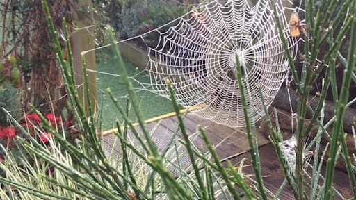 Frosty web