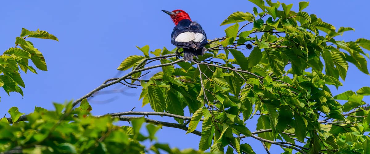 A Red Headed Woodpecker Perched on a Tree at a Campground near Ravenna, Ohio.