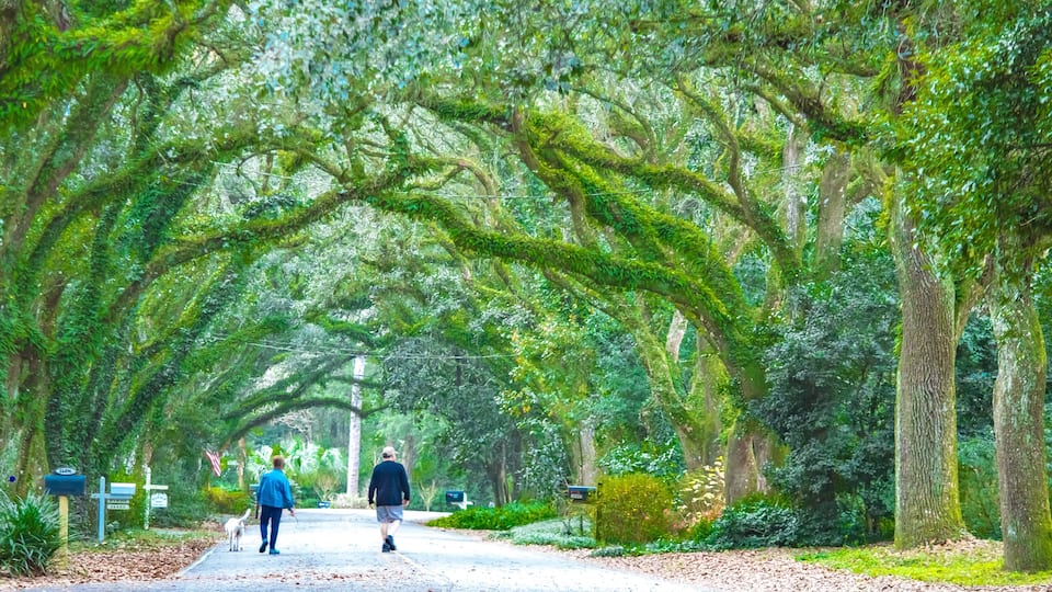 A tree-lined path with moss-covered trees and mailbox posts.
