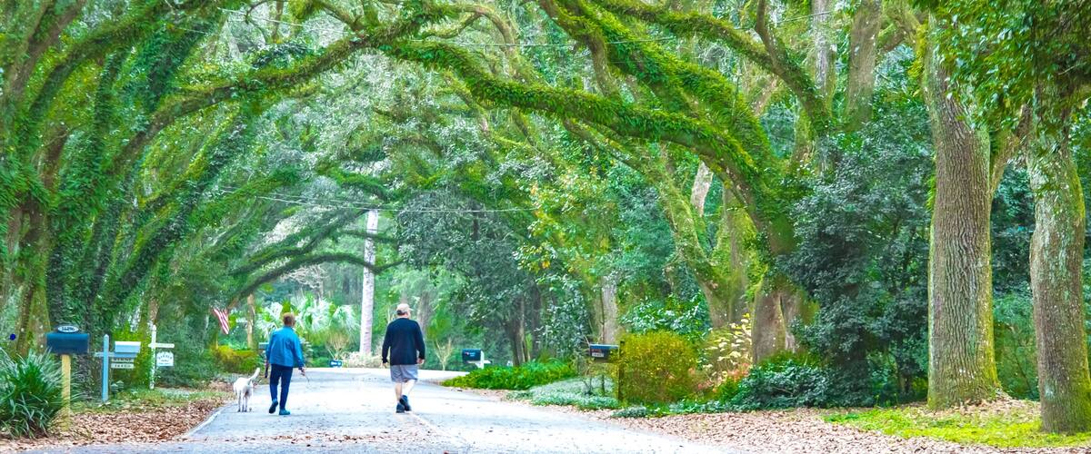 A tree-lined path with moss-covered trees and mailbox posts.