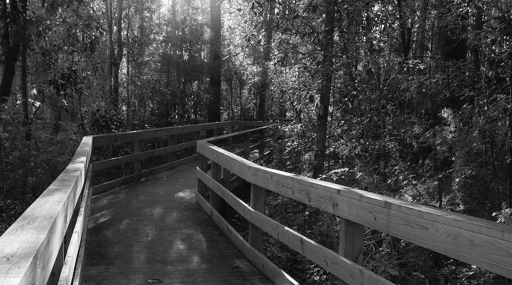 Magnolia Springs is a small community located East of Mobile a short drive from US98. Beautiful river walkways, restaurants, and canopy covered roads, it makes a great day trip from the Mobile City area.