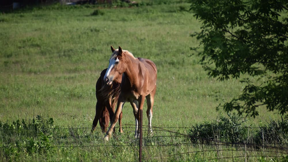 Pair of brown horses on a farm in Cashton, Wisconsin