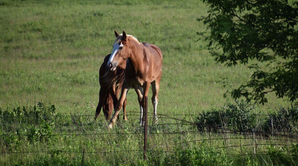 Pair of brown horses on a farm in Cashton, Wisconsin