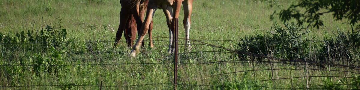 Pair of brown horses on a farm in Cashton, Wisconsin