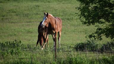 Pair of brown horses on a farm in Cashton, Wisconsin