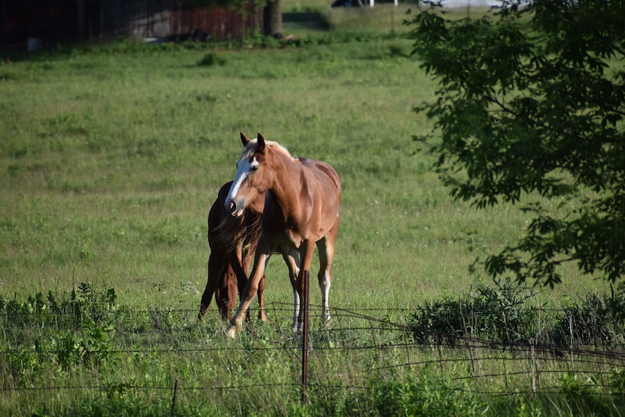 Pair of brown horses on a farm in Cashton, Wisconsin