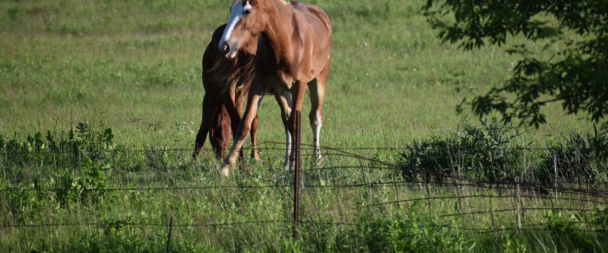 Pair of brown horses on a farm in Cashton, Wisconsin