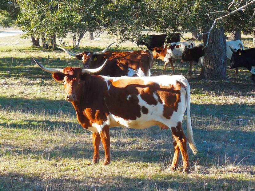 Texas Longhorns