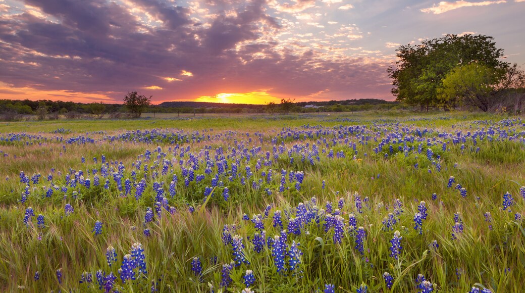 A field of blue wildflowers at sunset with a tree and a clear sky.
